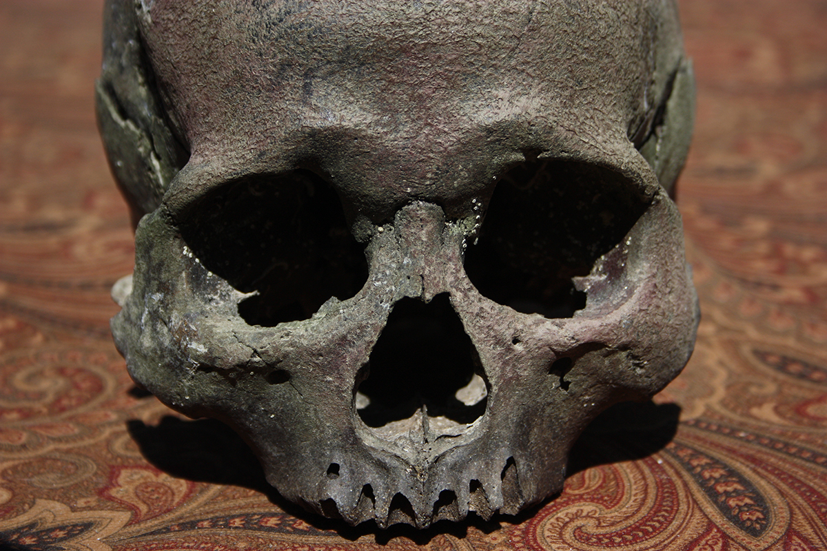 Ancient Human Skull