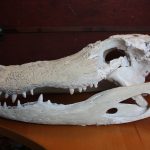 alligator-skull-1-cabinet-of-curiosities