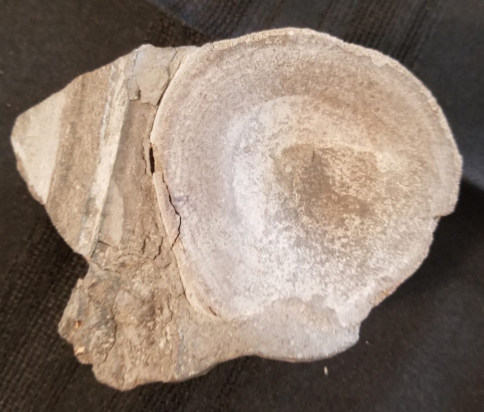 dinosaur vertebrae